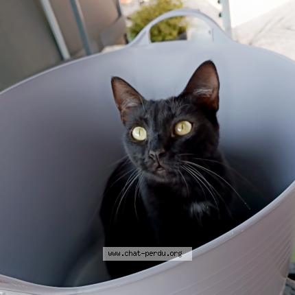 Foto 1/1 Gato encontrado Perdido en Boucoiran