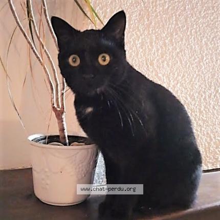 Foto 1/1 Ulla Chat perdido en Achiet le grand