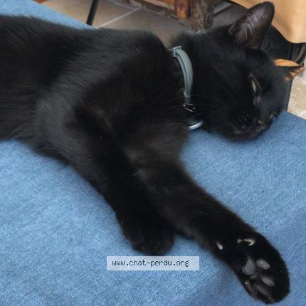 Foto 1/2 FUTUNA Chat perdido en Marseille