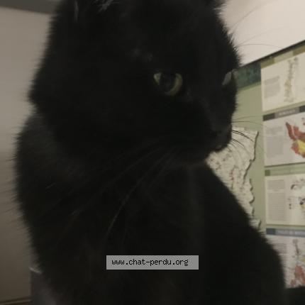 Foto 2/2 FUTUNA Chat perdido en Marseille