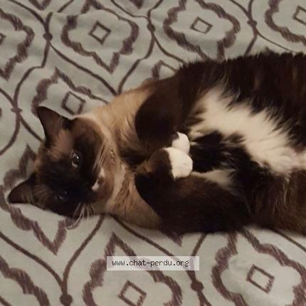 Foto 1/1 Winnie Chat perdido en Beurey sur saulx