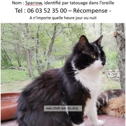 Foto 1/2 Sparrow Chat perdido en Cotignac