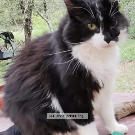 Foto 2/2 Sparrow Chat perdido en Cotignac