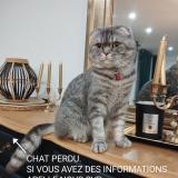 Foto del gato perdido en Ballancourt Sur Essonne