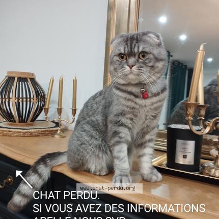 Foto 1/1 Gato encontrado Perdido en Ballancourt sur essonne