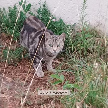 Foto 1/1 Gato encontrado Perdido en Ennery