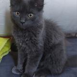 Foto del gato perdido en Bruxelles