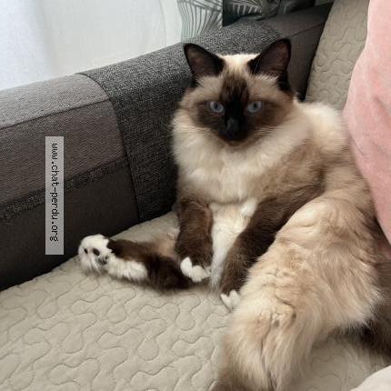 Foto 1/1 Ramen Chat perdido en Paris