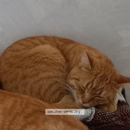 Foto 1/1 Léon Chat perdido en Montauban