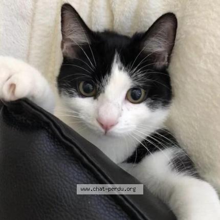 Foto 1/1 Leelou Chat perdido en Verviers