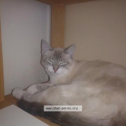 Foto 1/1 CHARLY Chat perdido en Villepreux