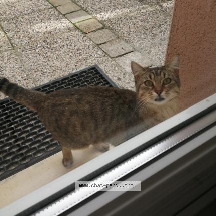 Foto 1/1 Gato encontrado Encontrado en Villefranche de rouergue