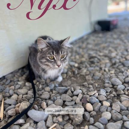 Foto 1/4 Nyx Chat perdido en Saskatoon
