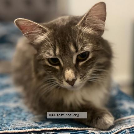 Foto 2/4 Nyx Chat perdido en Saskatoon