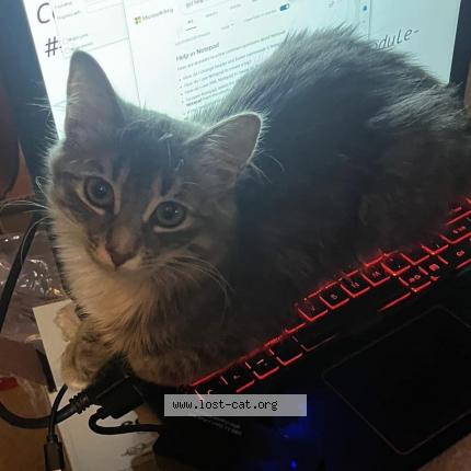 Foto 3/4 Nyx Chat perdido en Saskatoon