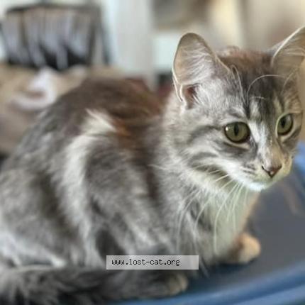 Foto 4/4 Nyx Chat perdido en Saskatoon