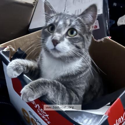 Foto 1/4 Moser Molly Chat perdido en Saskatoon