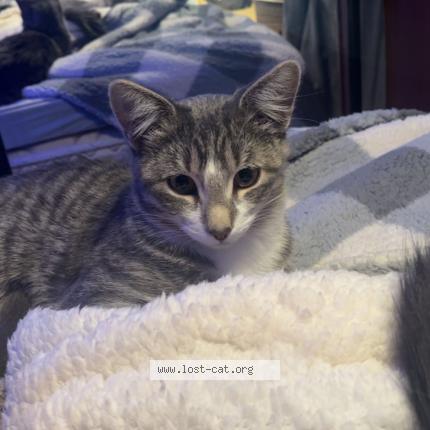 Foto 2/4 Moser Molly Chat perdido en Saskatoon