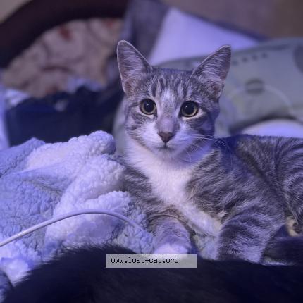 Foto 3/4 Moser Molly Chat perdido en Saskatoon