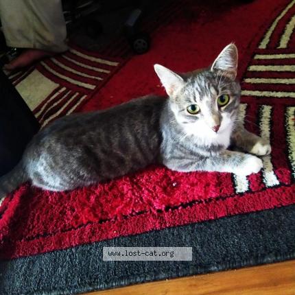 Foto 4/4 Moser Molly Chat perdido en Saskatoon