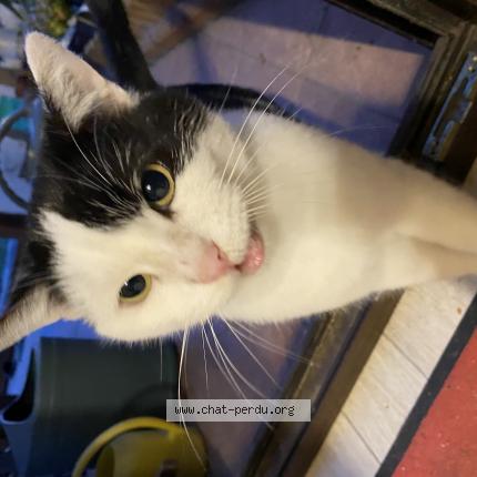 Foto 1/2 Gato encontrado Encontrado en Valenciennes