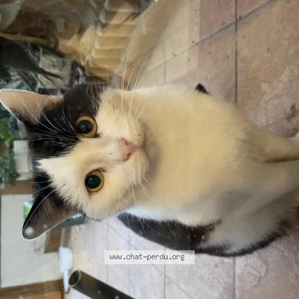 Foto 2/2 Gato encontrado Encontrado en Valenciennes