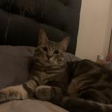 Foto del gato perdido en Le Blanc Mesnil