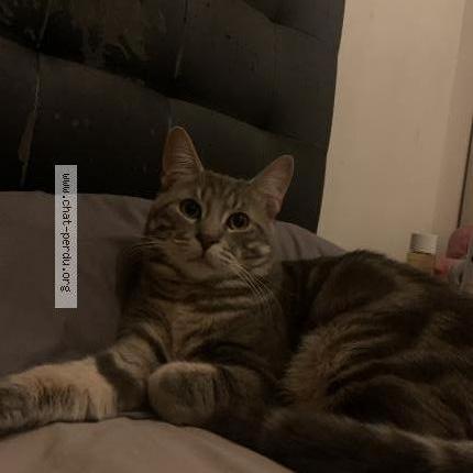 Foto 1/3 Sonny Chat perdido en Le blanc mesnil