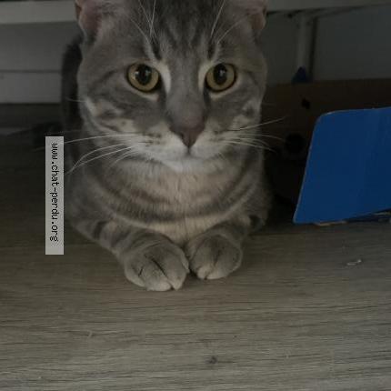 Foto 2/3 Sonny Chat perdido en Le blanc mesnil