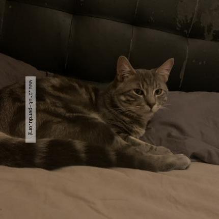 Foto 3/3 Sonny Chat perdido en Le blanc mesnil