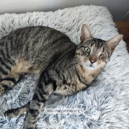 Foto 1/1 Gato encontrado Perdido en Epieds en beauce