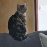 Foto del gato perdido en Vinantes