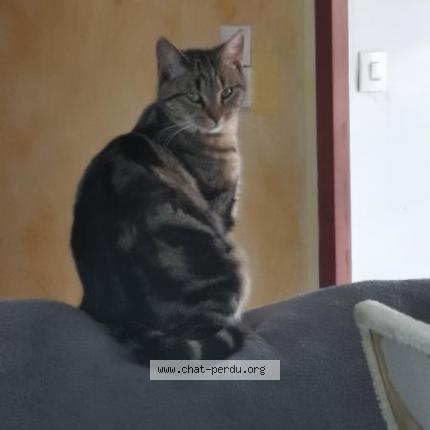 Foto 1/2 Rebelle Chat perdido en Vinantes