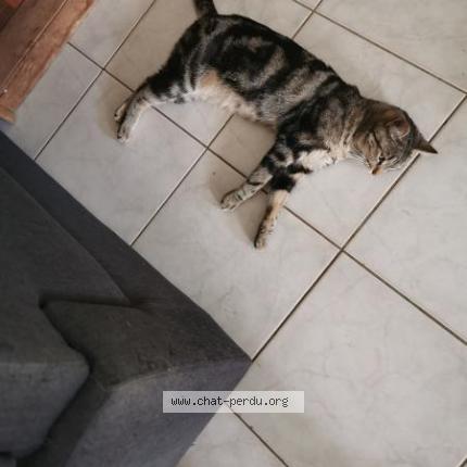 Foto 2/2 Rebelle Chat perdido en Vinantes