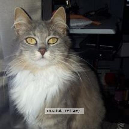 Foto 1/1 Poopie Beboo Chat perdido en La plaine sur mer