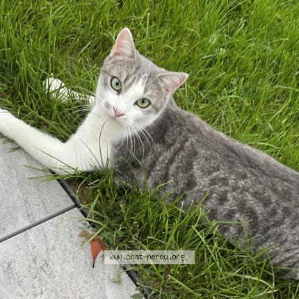 Foto 1/1 Noël ou Nono Chat perdido en Cessieu