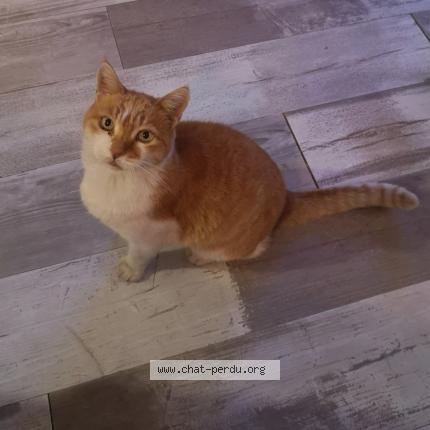 Foto 1/1 Moskito Chat perdido en Roquevaire