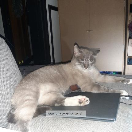 Foto 1/1 Gato encontrado Perdido en Liege