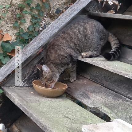 Foto 1/2 Gato encontrado Encontrado en Brou