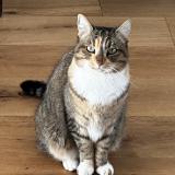 Foto del gato perdido en Bergerac