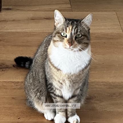 Foto 1/1 Kitty Chat perdido en Bergerac