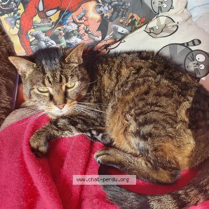 Foto 1/1 Gato encontrado Perdido en Senneville sur fecamp