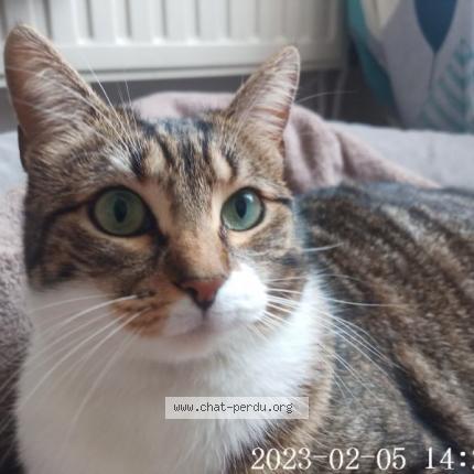 Foto 1/1 Nina Chat perdido en Pompignan