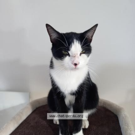 Foto 1/1 Twist Chat perdido en Erquy