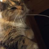 Foto de gato encontrado en Strasbourg