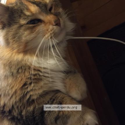 Foto 1/1 Gato encontrado Encontrado en Strasbourg