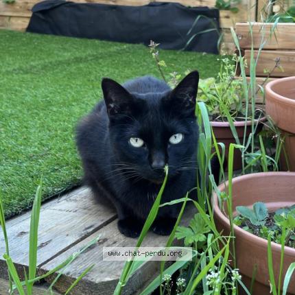 Foto 1/1 Gato encontrado Perdido en Conflans saint honorine