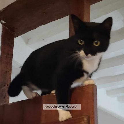 Foto 1/1 Mona Chat perdido en Montigny le bretonneux