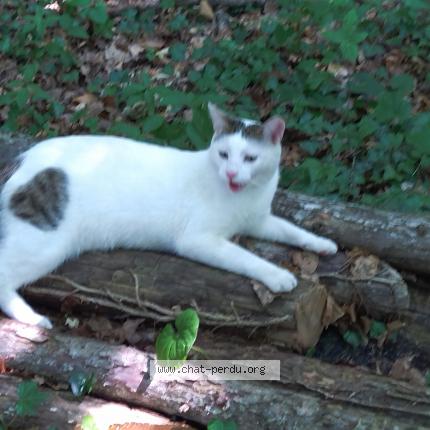 Foto 1/1 Pero Chat perdido en Douvaine