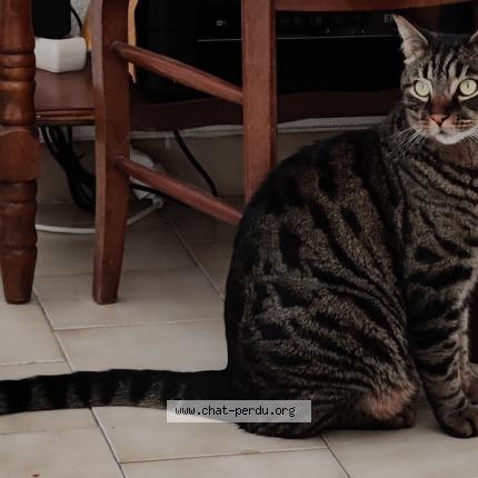 Foto 1/1 Titus Chat perdido en Castelnau le lez